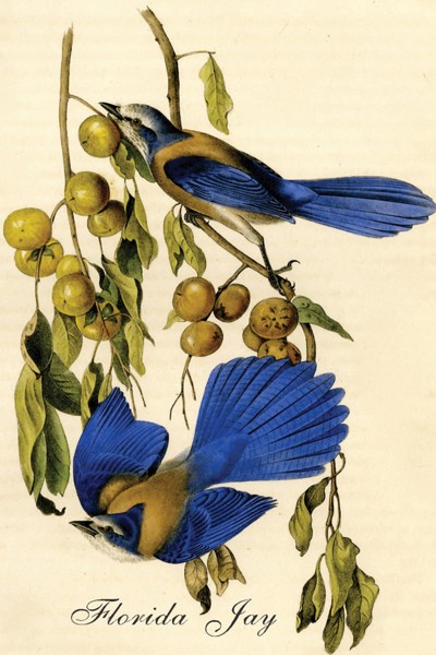 Florida Jay
