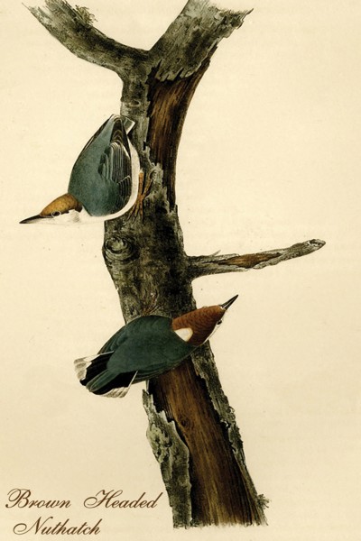 Brown Headed Nuthatch