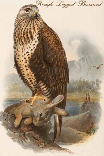Rough Legged Buzzard
