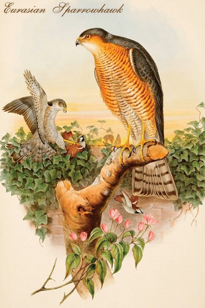 Eurasian Sparrowhawk