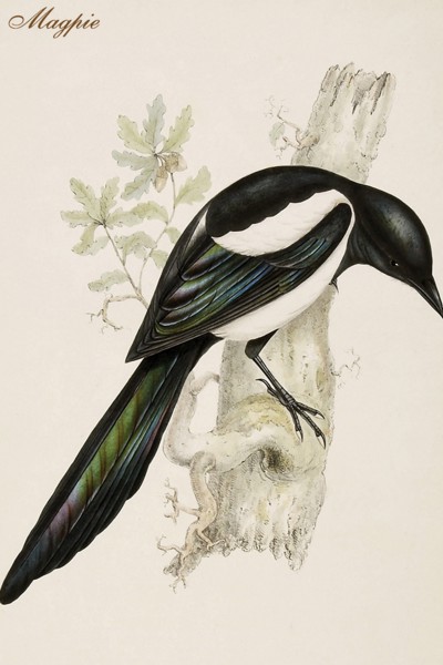 Magpie