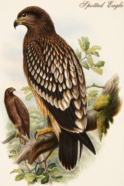 Spotted Eagle