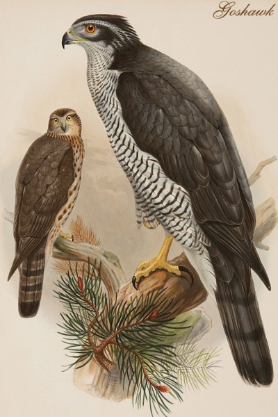 Goshawk