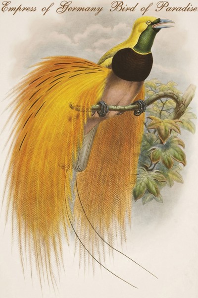 Empress of Germany Bird of Paradise.