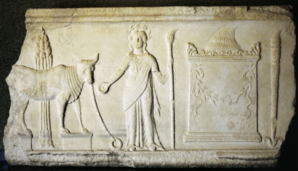 Sacrifice of a bull to the Demeter goddess.