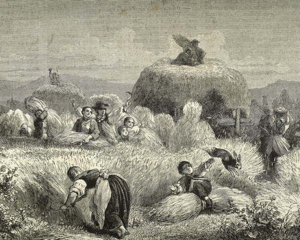 Agriculture. Mowing. Engraving, 19th century.