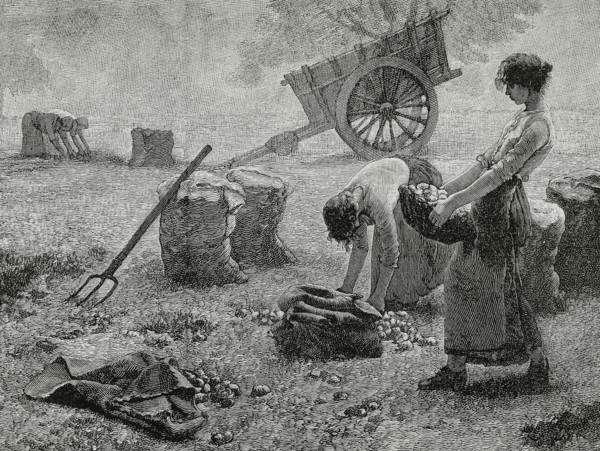 Agriculture. Mowing. Engraving, 19th century.