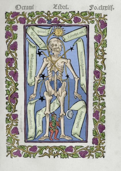 Description of the human skeleton.