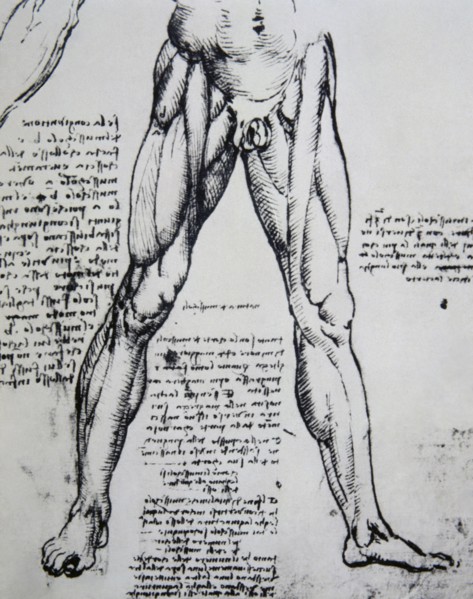 Drawing on anatomy by Leonardo da Vinci (1452-1519) The Muscles of the legs.