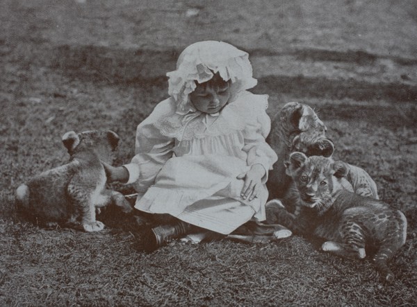 Little girl plays with three lion cubs