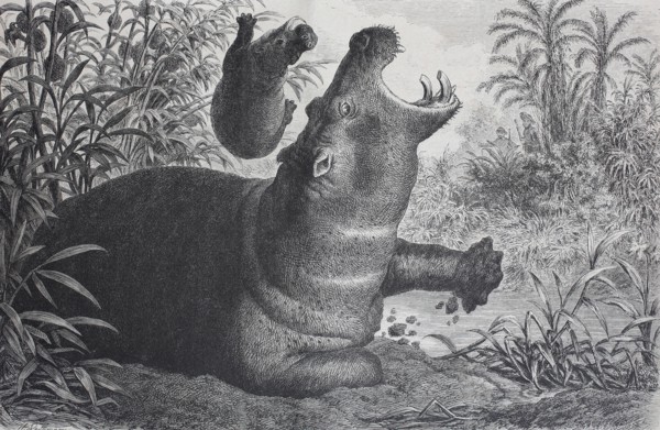 common hippopotamus