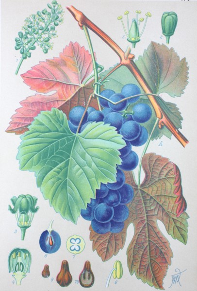 Digital improved high quality reproduction: Vitis vinifera