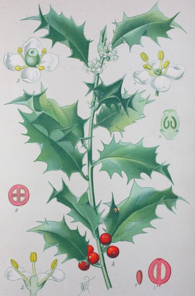Digital improved high quality reproduction: Ilex aquifolium
