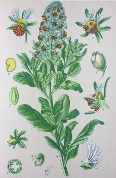 Digital improved high quality reproduction: Reseda odorata is a species of flowering plant in the reseda family known by many common names