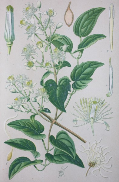 Digital improved high quality reproduction: Clematis vitalba
