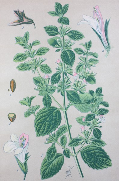 Digital improved high quality reproduction: Lemon balm