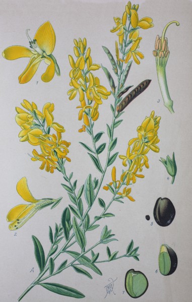Digital improved high quality reproduction: Genista tinctoria