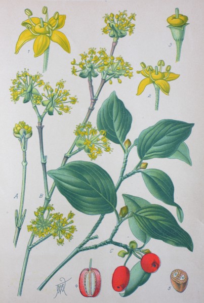Digital improved high quality reproduction: Cornus mas