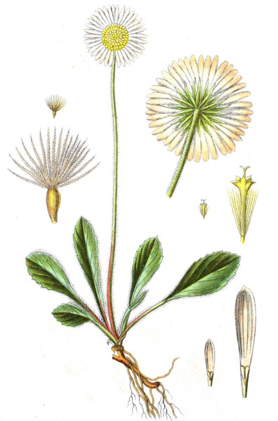 Digital improved reproduction of an illustration of