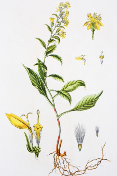 Digital improved reproduction of an illustration of