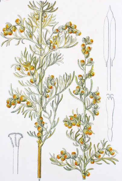 Digital improved reproduction of an illustration of