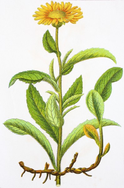 Digital improved reproduction of an illustration of