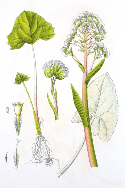 Digital improved reproduction of an illustration of