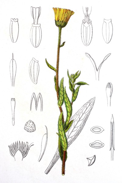Digital improved reproduction of an illustration of