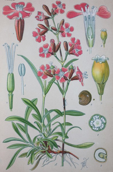 Digital improved high quality reproduction: Silene viscaria