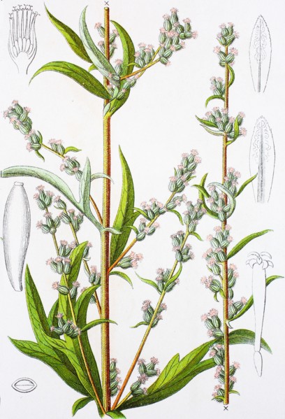 Digital improved reproduction of an illustration of