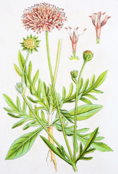 Digital improved reproduction of an illustration of