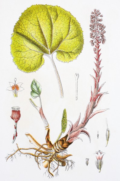 Digital improved reproduction of an illustration of