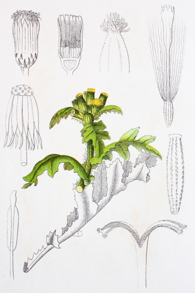 Digital improved reproduction of an illustration of