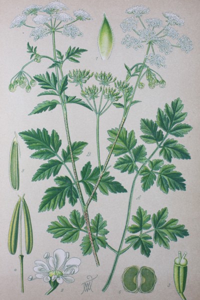 Digital improved high quality reproduction: Chaerophyllum temulum
