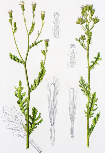 Digital improved reproduction of an illustration of