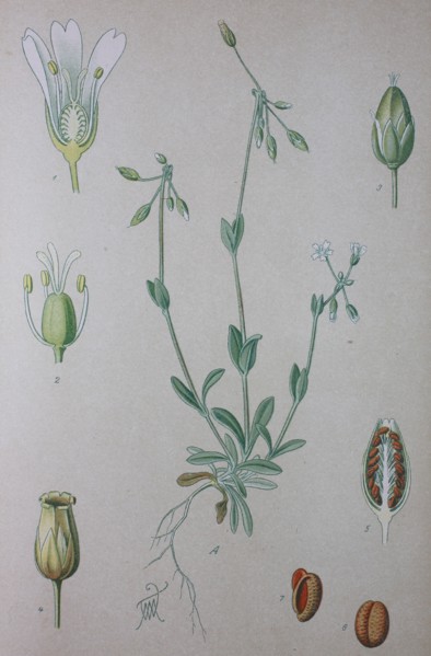 Digital improved high quality reproduction: Holosteum umbellatum