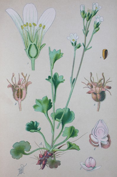 Digital improved high quality reproduction: Saxifraga granulata