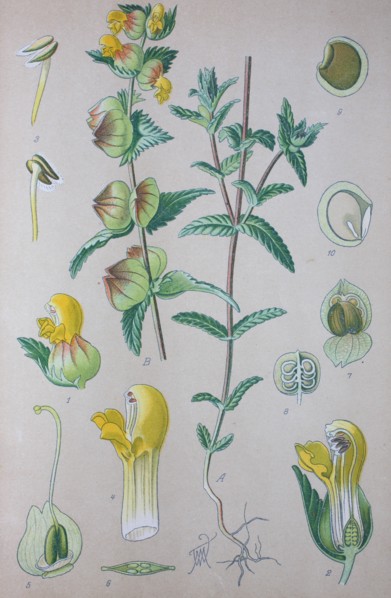 Digital improved high quality reproduction: Rhinanthus angustifolius or Greater Yellow-rattle is a Lamiales plant species of the genus Rhinanthus  /  Große Klappertopf