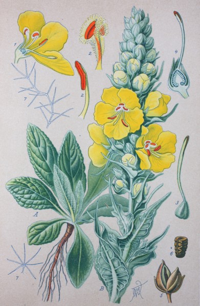 Verbascum thapsus
