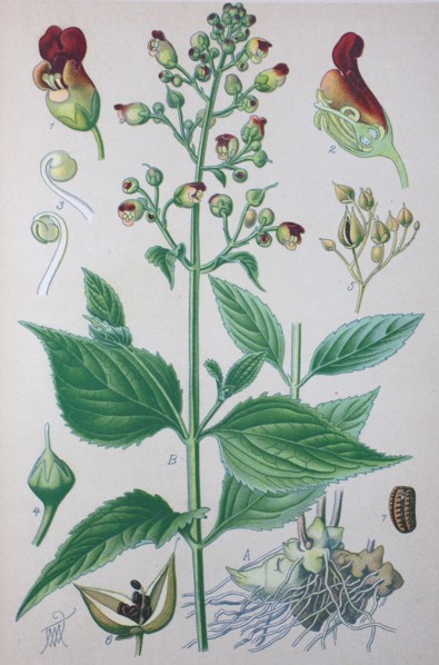 Scrophularia nodosa
