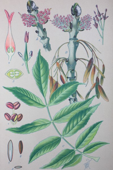 Fraxinus excelsior