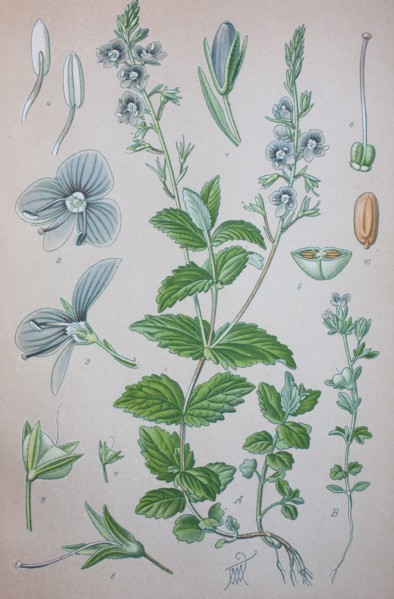 Veronica chamaedrys