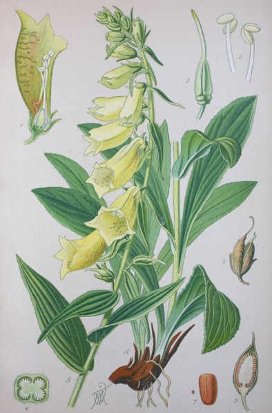 Digitalis grandiflora