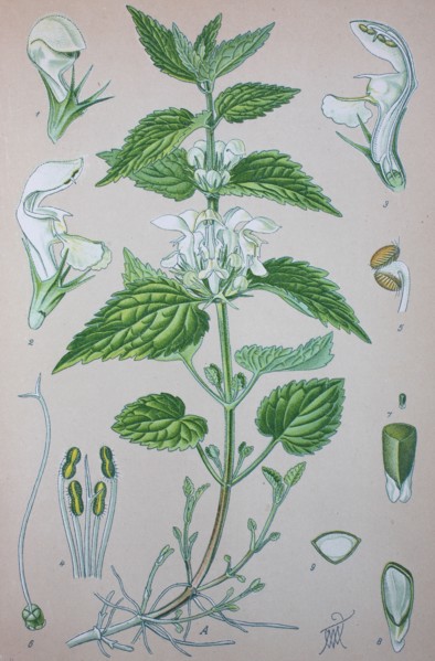 Lamium album