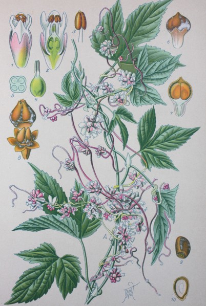 Cuscuta europaea