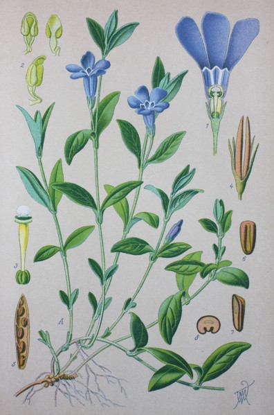 Vinca minor