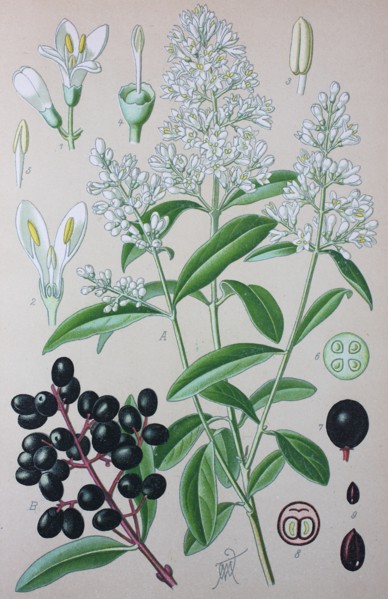 Ligustrum vulgare