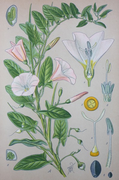 Convolvulus arvensis