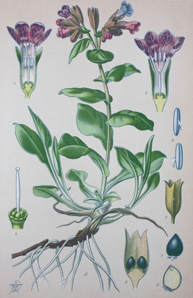 Pulmonaria officinalis