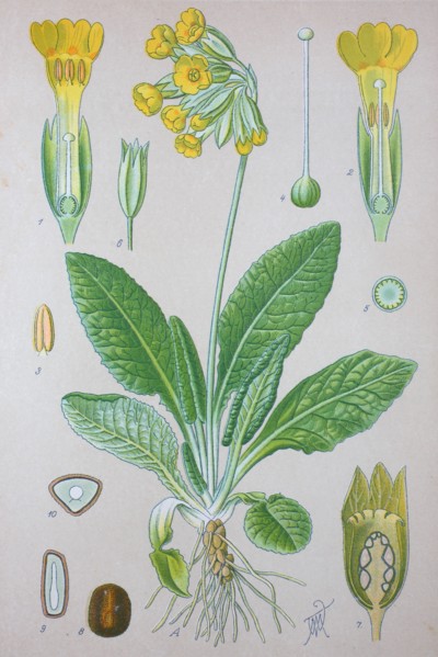 Primula veris